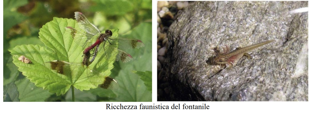 Ricchezza faunistica del Fontanile
